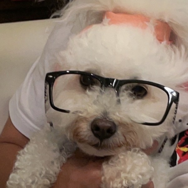 我が家の愛犬さくらです。